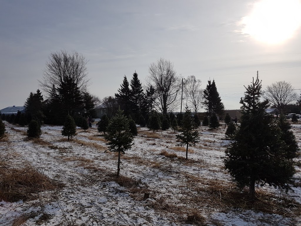 Coupez Votre Sapin S.E.N.C | 108 Rang Saint-Pierre, Saint-Isidore, QC G0S 2S0, Canada | Phone: (418) 204-9253