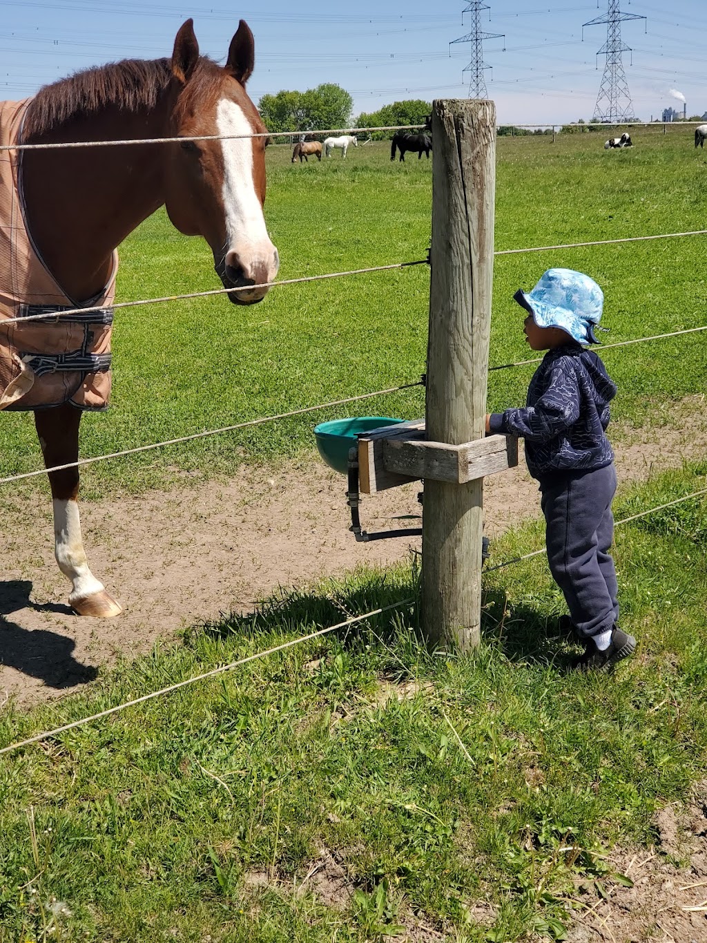 Equine Engagement | Reid Rd, Uxbridge, ON L9P 1R4, Canada | Phone: (647) 855-1116