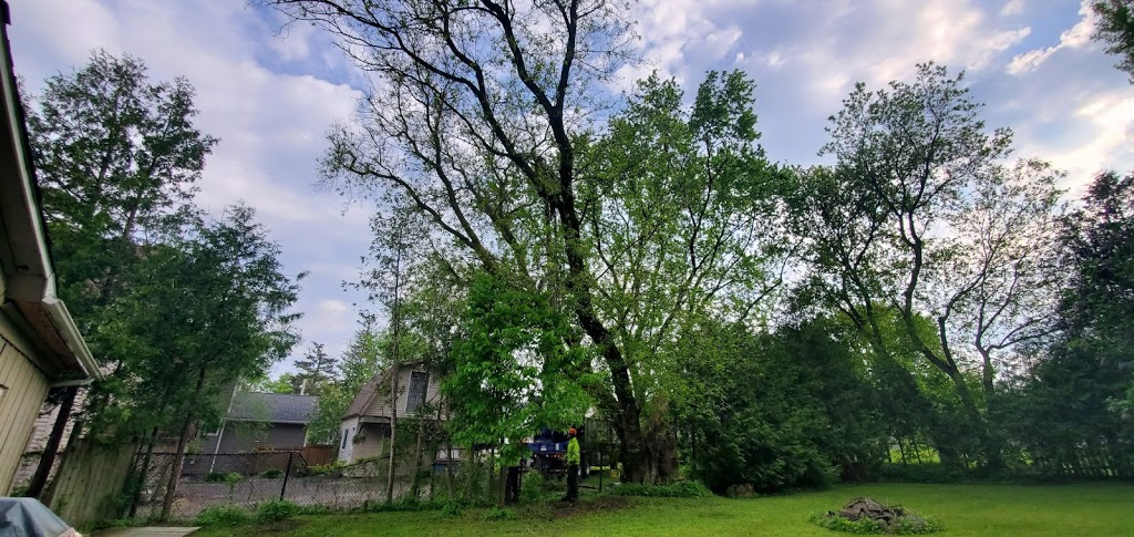 Advanced Tree Care | 1598 Queensville Side Rd, Queensville, ON L0G 1R0, Canada | Phone: (905) 478-2300