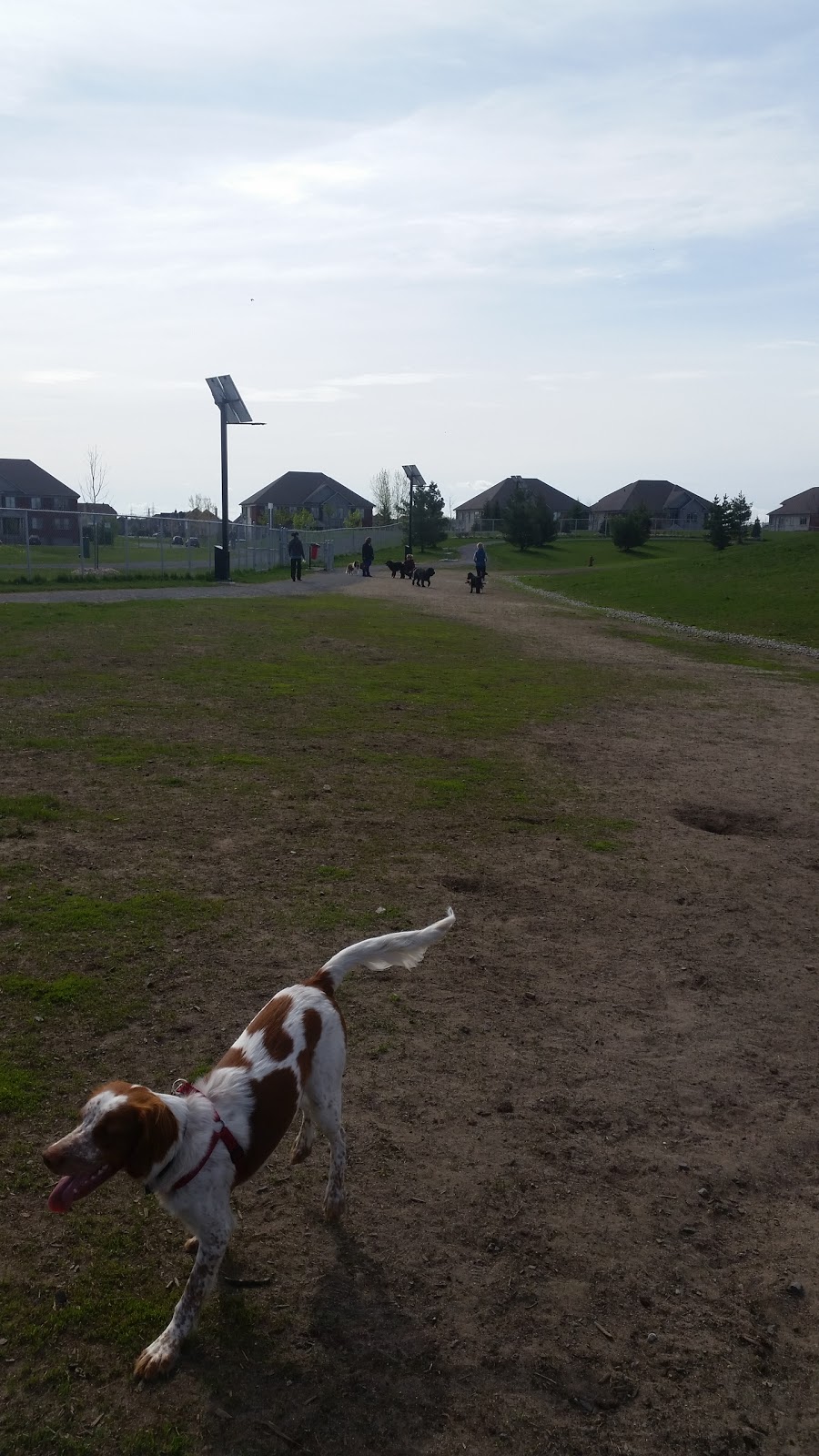 Brossard Dog Park | 4000 Boulevard Rome, Brossard, QC J4Y 3H8, Canada