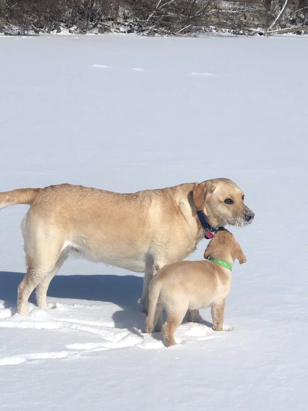 Greyden Labradors | 241013, Concession Rd 2 #3, Grand Valley, ON L9W 0R7, Canada | Phone: (519) 928-5664