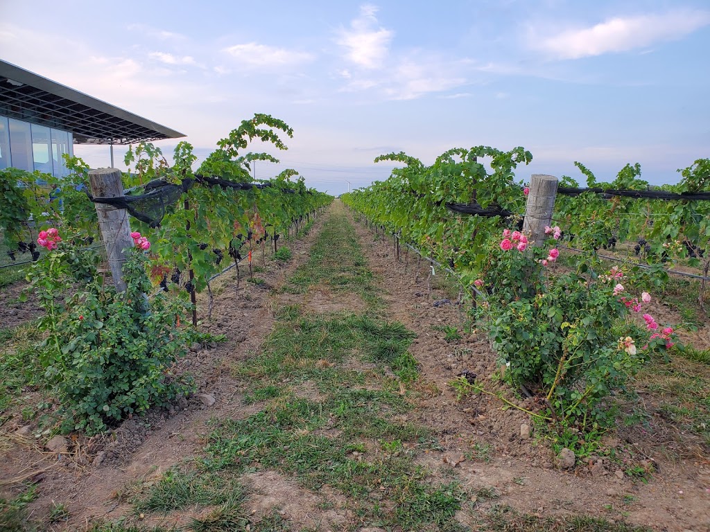 Southbrook Organic Vineyards | 581 Niagara Stone Rd, Niagara-on-the-Lake, ON L0S 1J0, Canada | Phone: (905) 641-2548