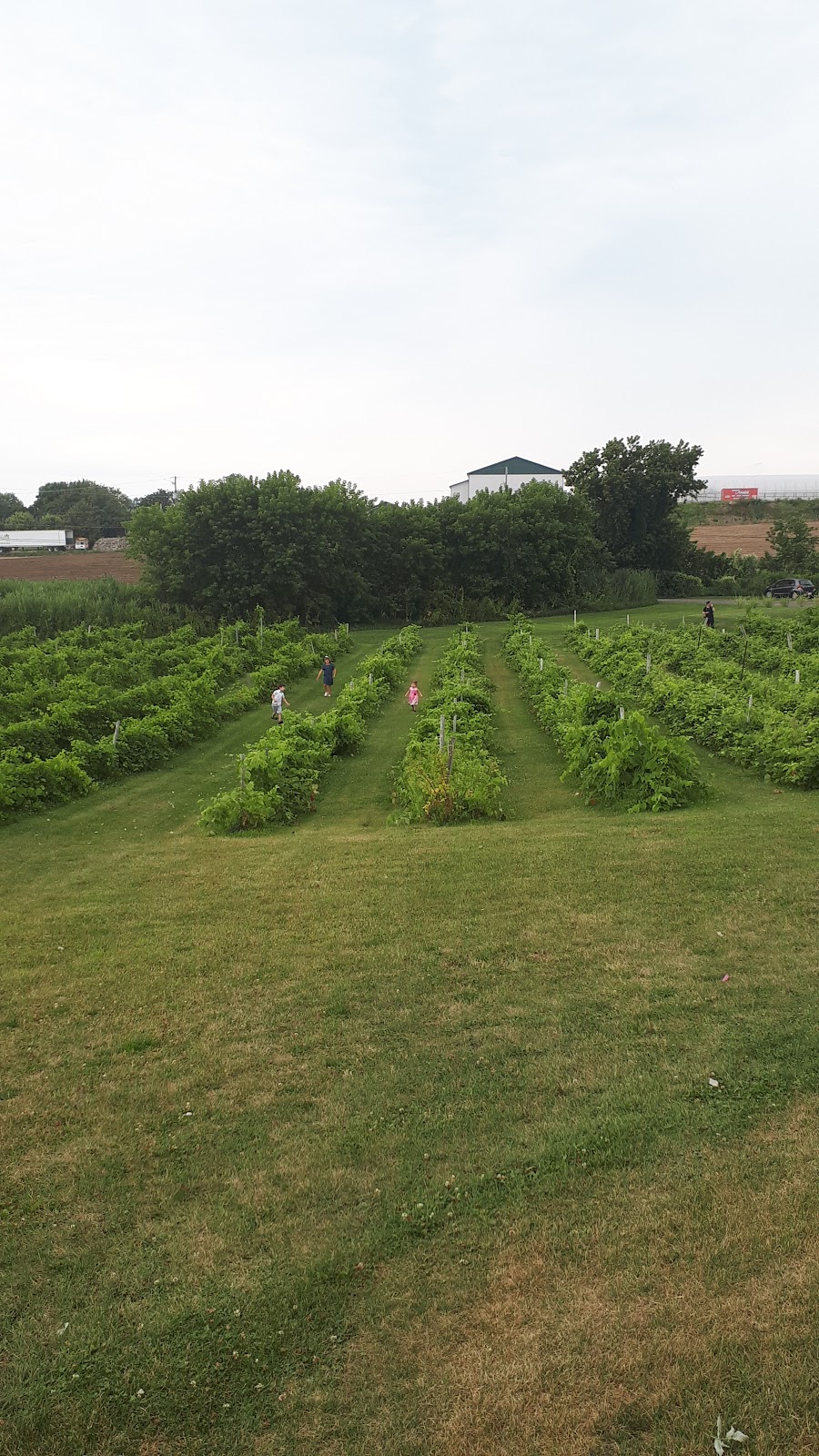 Jardin DEmmanuel Verger Mariage Vignoble | 153 Rang Sainte-Sophie, Oka, QC J0N 1E0, Canada | Phone: (438) 868-4497