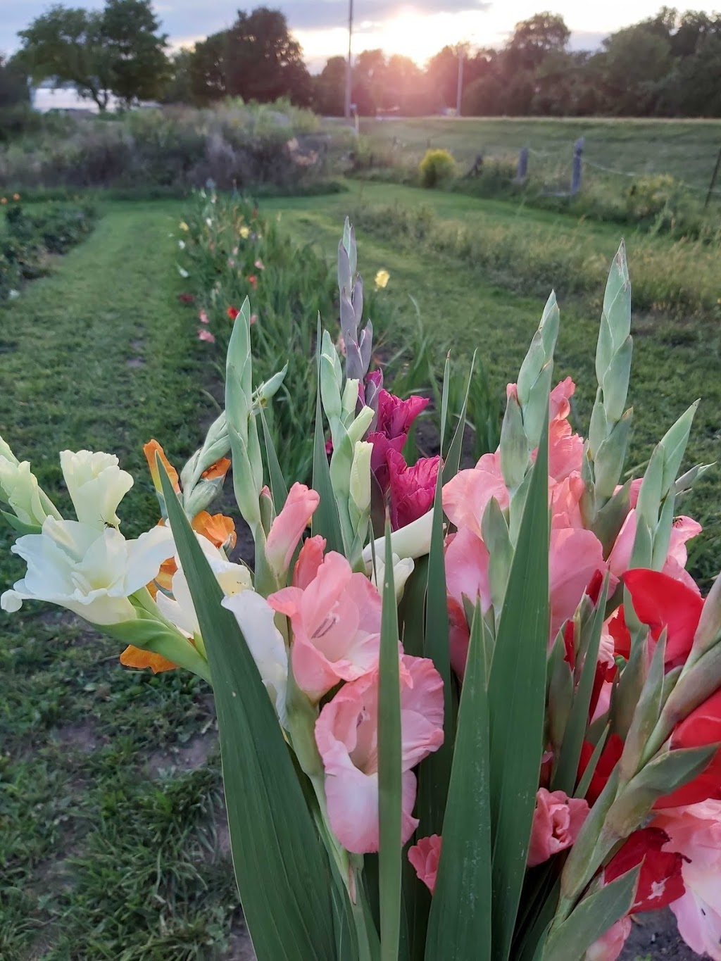 Makkinks Flower Farm | 164604 Kellett Rd, Tillsonburg, ON N4G 4G8, Canada | Phone: (226) 993-2048