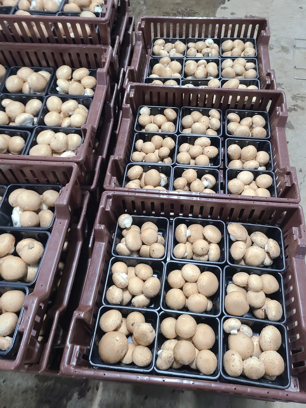 Brantford Mushroom Farm | 1744 Colborne St E, Brantford, ON N3T 5L4, Canada | Phone: (519) 756-6112