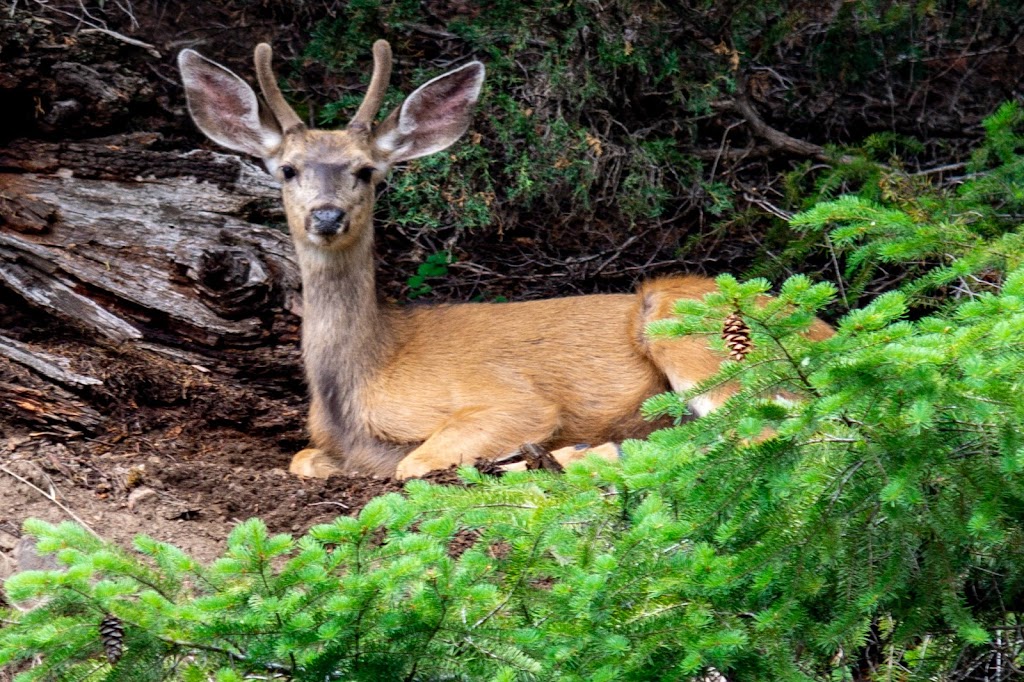 Vidette Lake Nature Retreat | Deadman Vidette Rd, Thompson-Nicola J, BC V0K 2K1, Canada | Phone: (778) 765-5407