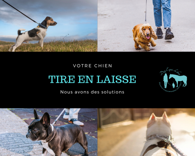 Dog Equi-libre | 4570 Rue Langlois, Rawdon, QC J0K 1S0, Canada | Phone: (450) 917-4883