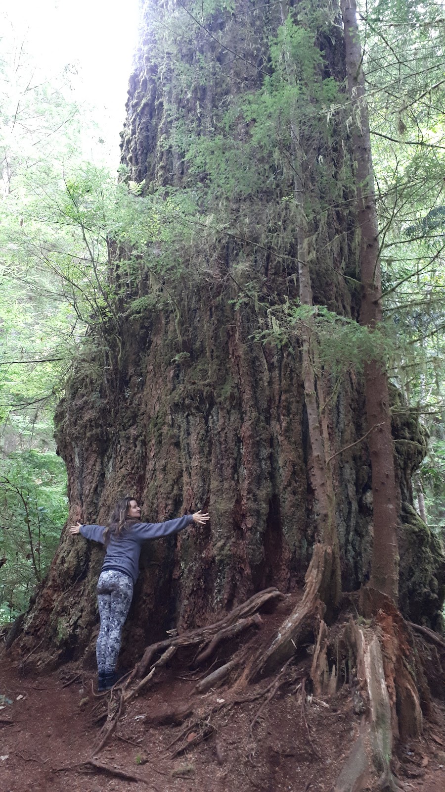 Tree of Life Eco Tours | 591 Ledsham Rd, Victoria, BC V9C 1J9, Canada | Phone: (250) 686-3773