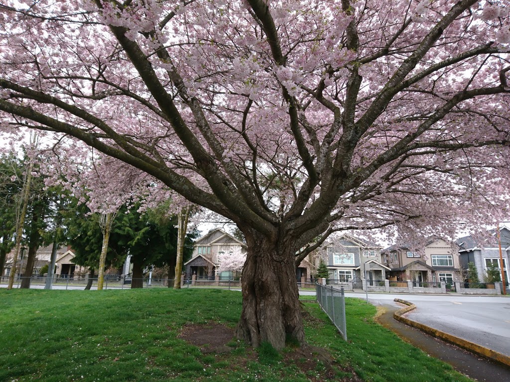 Blundell Elementary | 6480 Blundell Rd, Richmond, BC V7C 1H8, Canada | Phone: (604) 668-6562