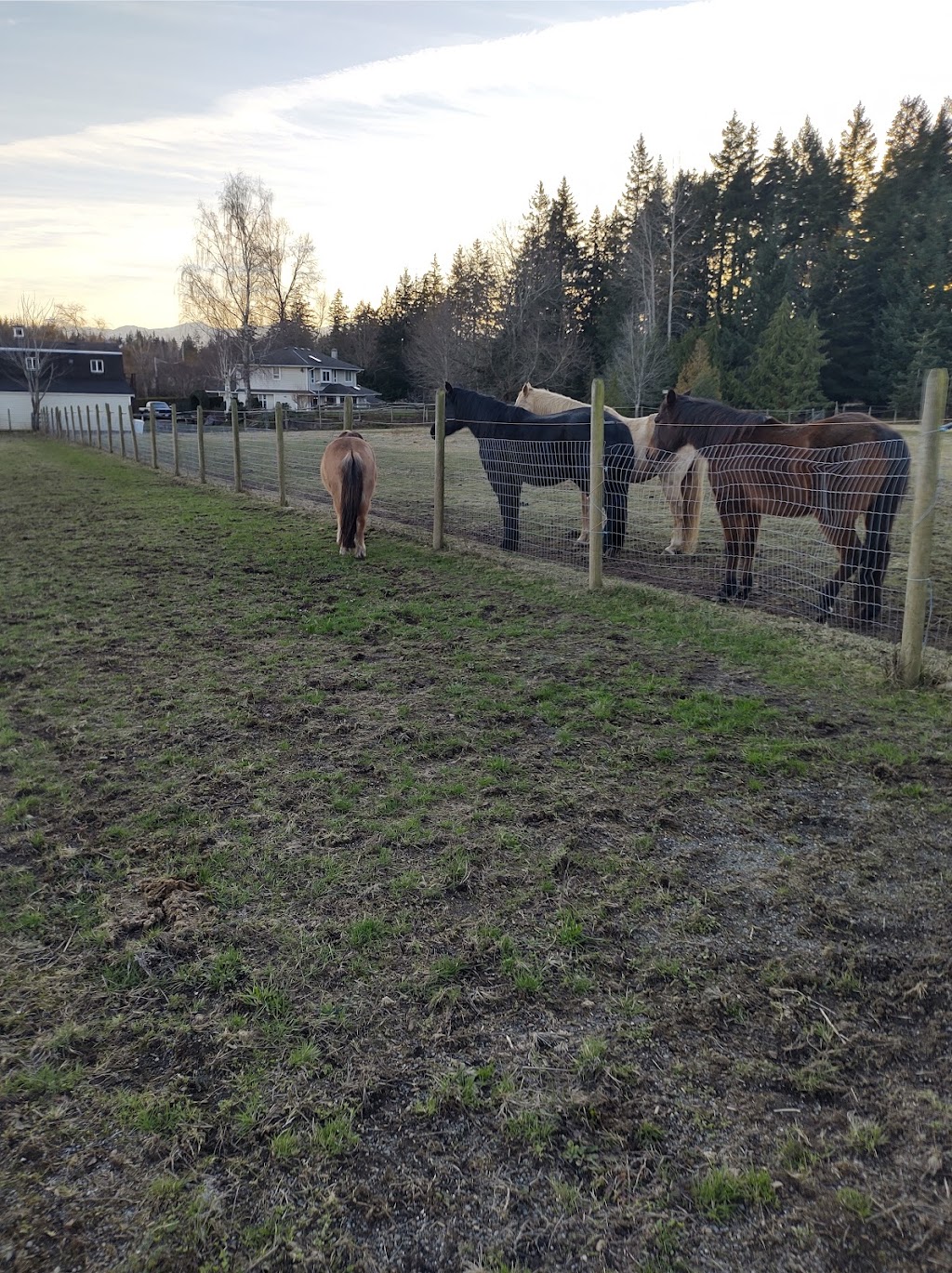 Harmony Equestrian | 1121 Anderton Rd, Comox, BC V9M 3Y9, Canada | Phone: (604) 703-4170