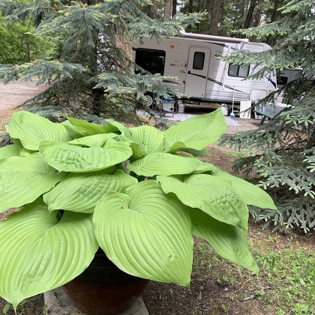 Pinegrove Campground & RV Park | 421 Walterdale Rd, McLure, BC V0E 2H0, Canada | Phone: (250) 672-5529