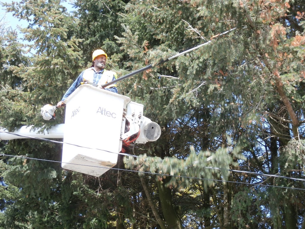 Mid Valley Tree Services Ltd | 696 Columbia St, Abbotsford, BC V2T 5X6, Canada | Phone: (604) 791-8733