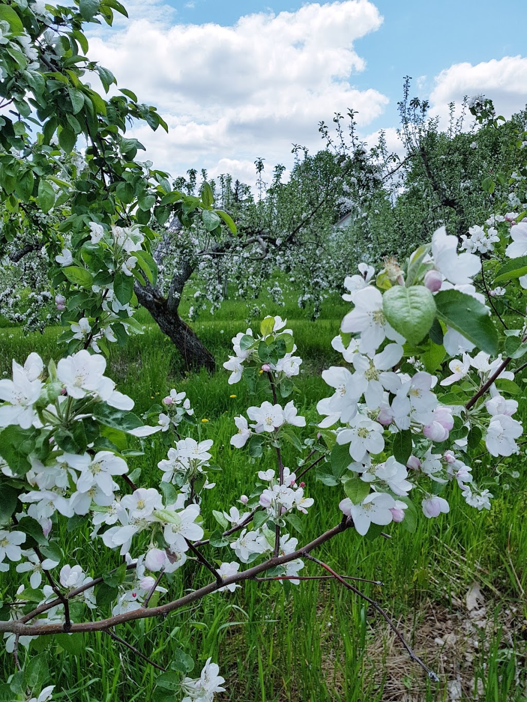 Le Petit Verger du Village | 535 Rang de la Montagne, Mont-Saint-Grégoire, QC J0J 1K0, Canada | Phone: (514) 913-7063