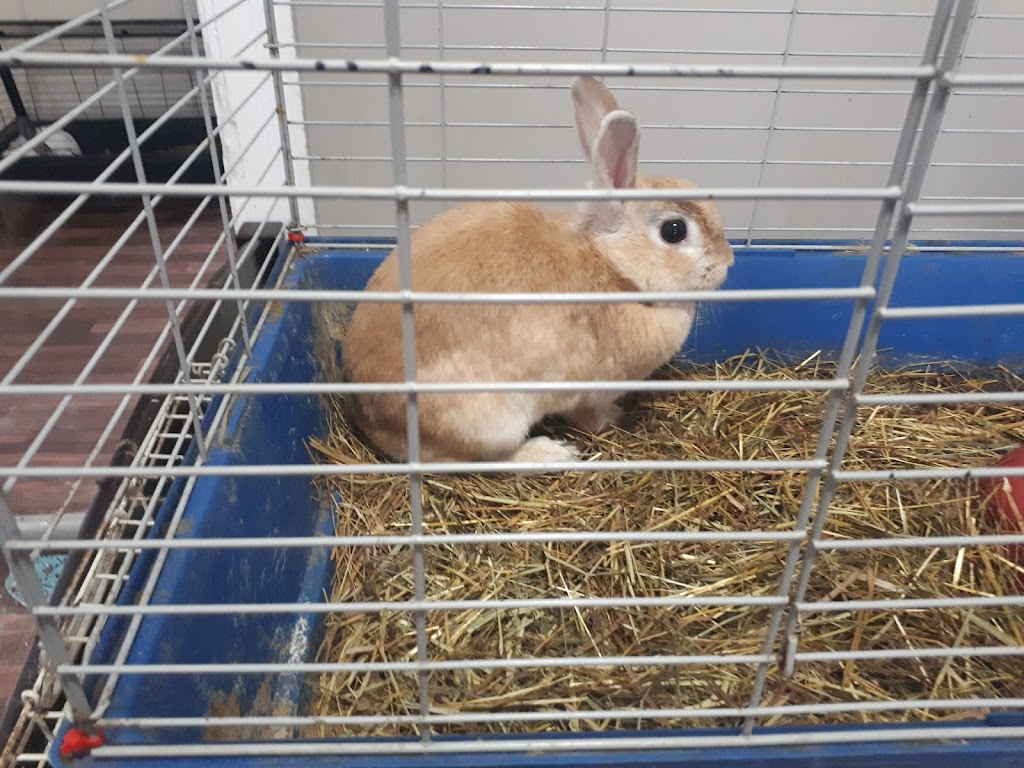 Murray St Rabbit Rescue | 99 Murray St, Brantford, ON N3S 5P3, Canada | Phone: (226) 802-9853