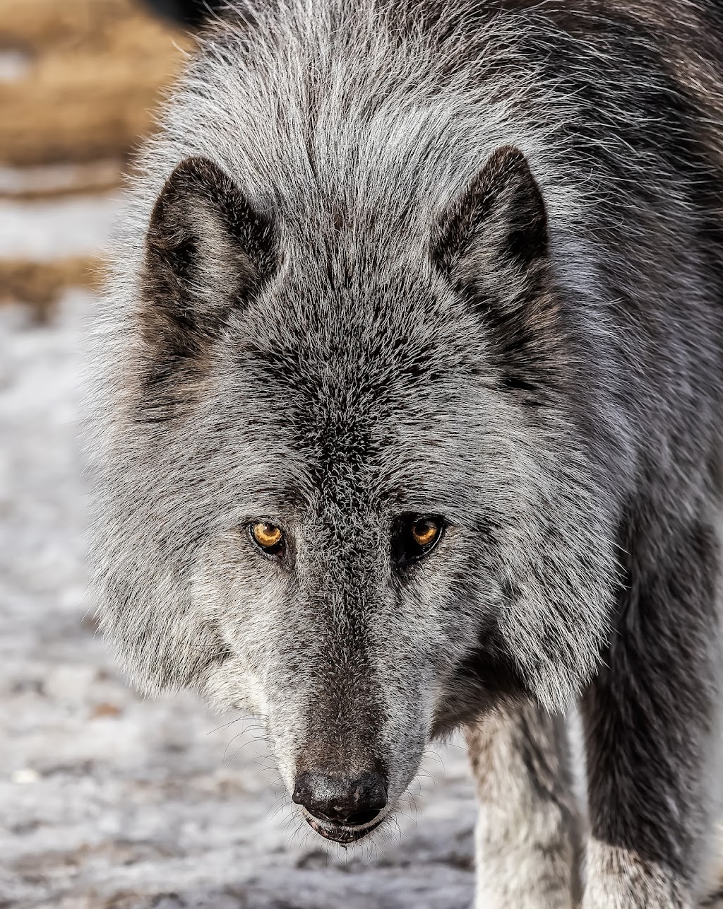 Yamnuska Wolfdog Sanctuary | 263156 Range Rd 53, Cochrane, AB T0M 2E0, Canada | Phone: (587) 890-9653