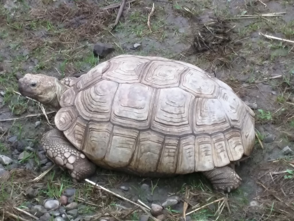 Exotarium | 846 Chemin Fresnière, Saint-Eustache, QC J7R 0G2, Canada | Phone: (450) 472-1827