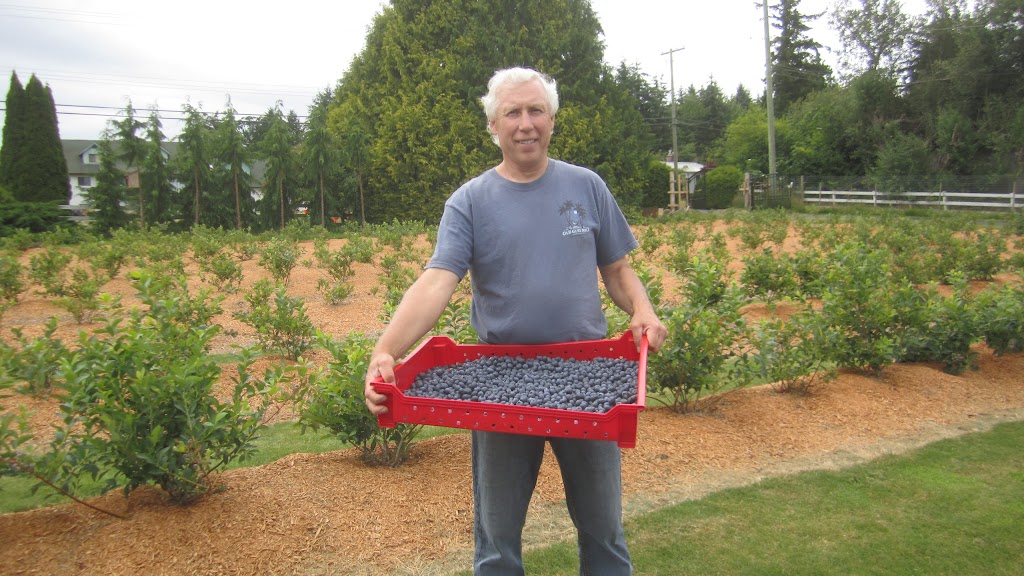 Steller Blueberries | 6337 Oldfield Rd, Saanichton, BC V8M 1X8, Canada | Phone: (778) 426-0280