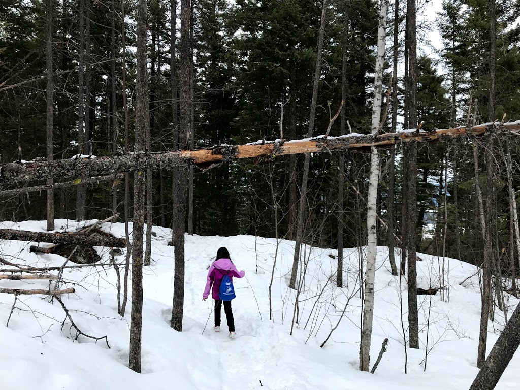 Rose Swanson Hiking Trails | Chamberlaine Rd, Armstrong, BC V0E 1B4, Canada