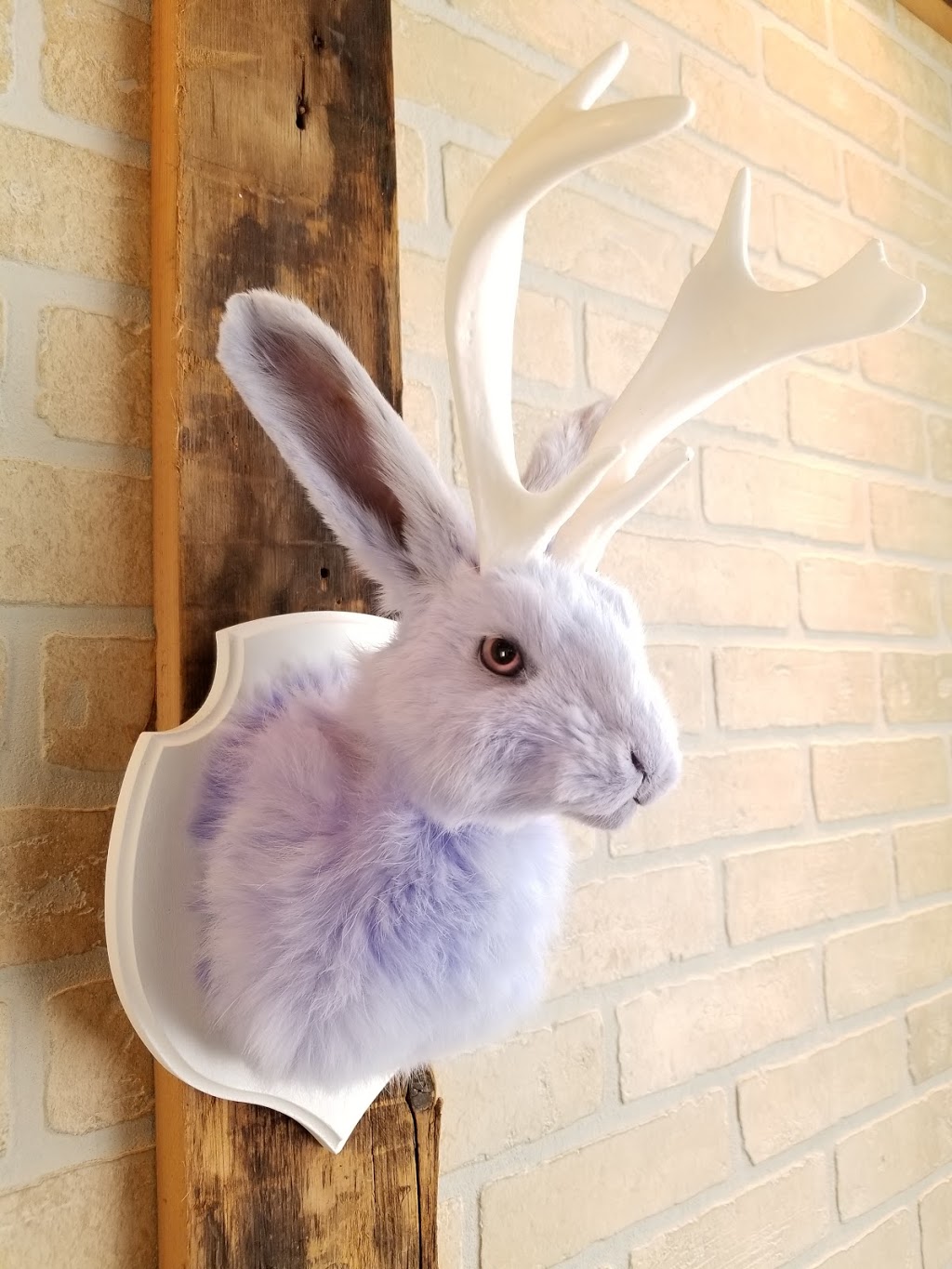 May Jackalope, Taxidermie danimaux domestiques | 120 Chemin de Sainte-Béatrix, Sainte-Béatrix, QC J0K 1Y0, Canada | Phone: (450) 916-3253