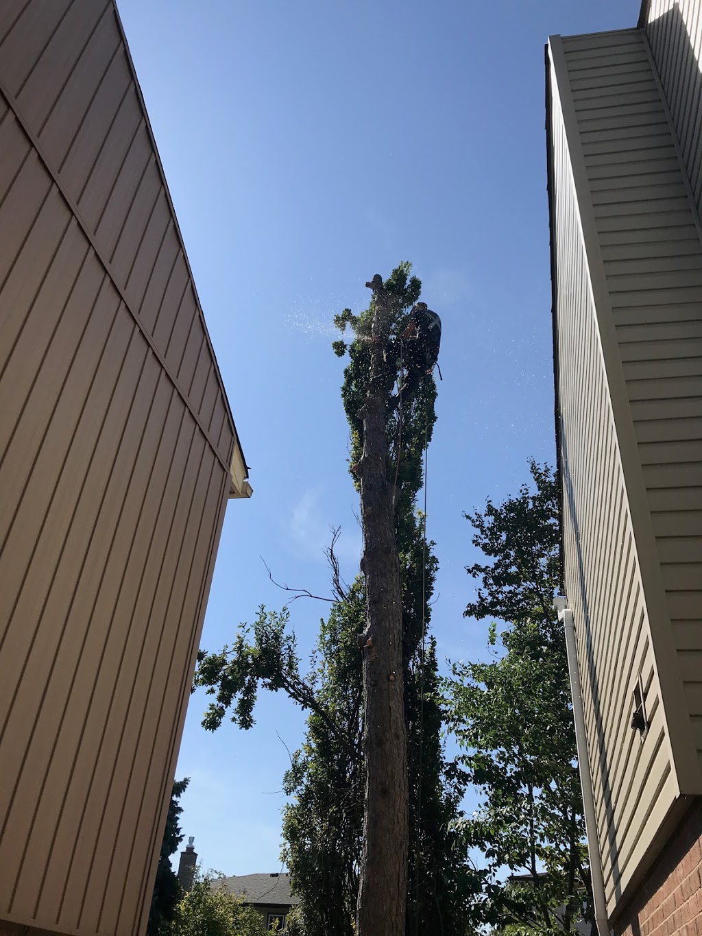 Dereks Tree Service Inc | 6896 Barrisdale Dr, Mississauga, ON L5N 2H4, Canada | Phone: (905) 824-3017