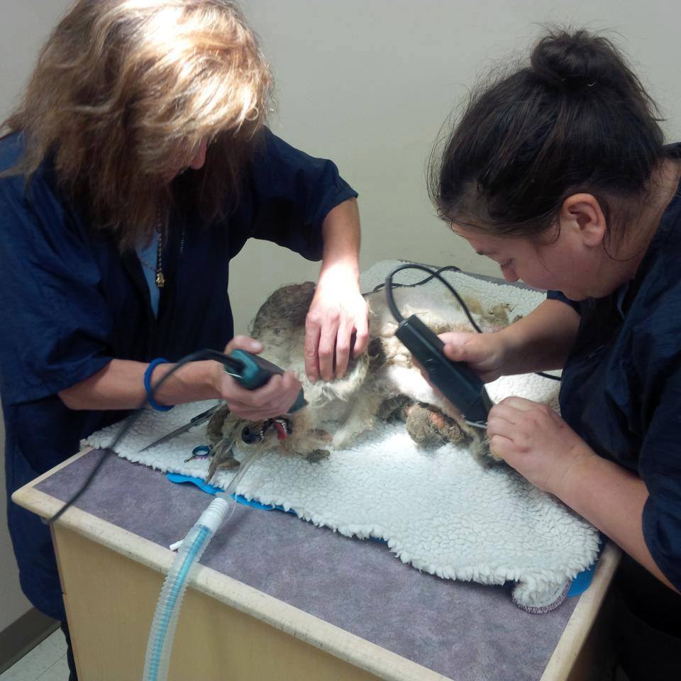 Park Road Veterinary Clinic | 9-627 Park Rd N, Brantford, ON N3T 5L8, Canada | Phone: (519) 759-3031