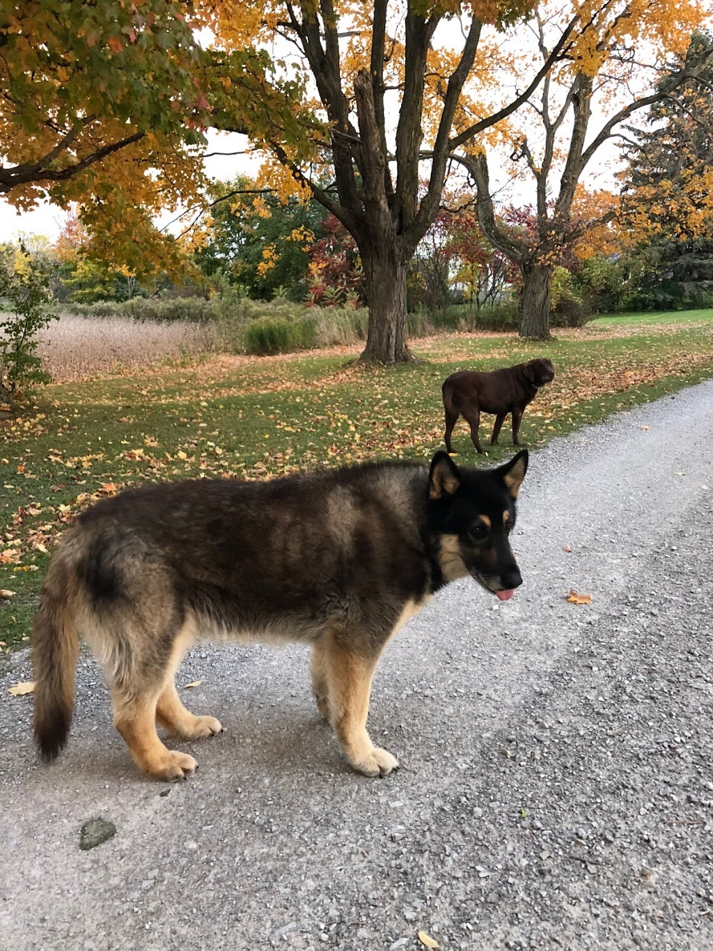 The Kennel Club | 5271 Line 6, Tottenham, ON L0G 1W0, Canada | Phone: (416) 407-5355