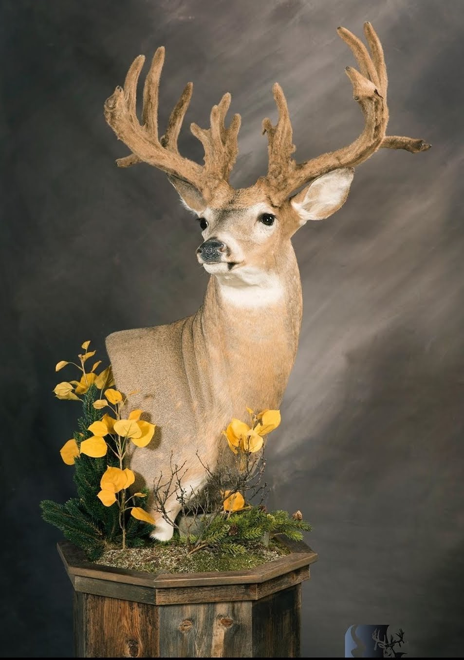 Sugar Creek Taxidermy Studio Ltd | 17 Queensgate Cres #120, Red Deer, AB T4P 0R2, Canada | Phone: (403) 346-5617