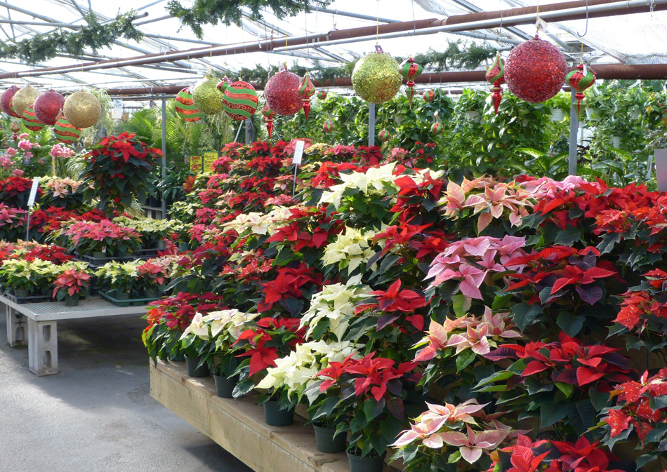 Belgian Nursery | 2615 Victoria St N, Breslau, ON N0B 1M0, Canada | Phone: (519) 648-2608