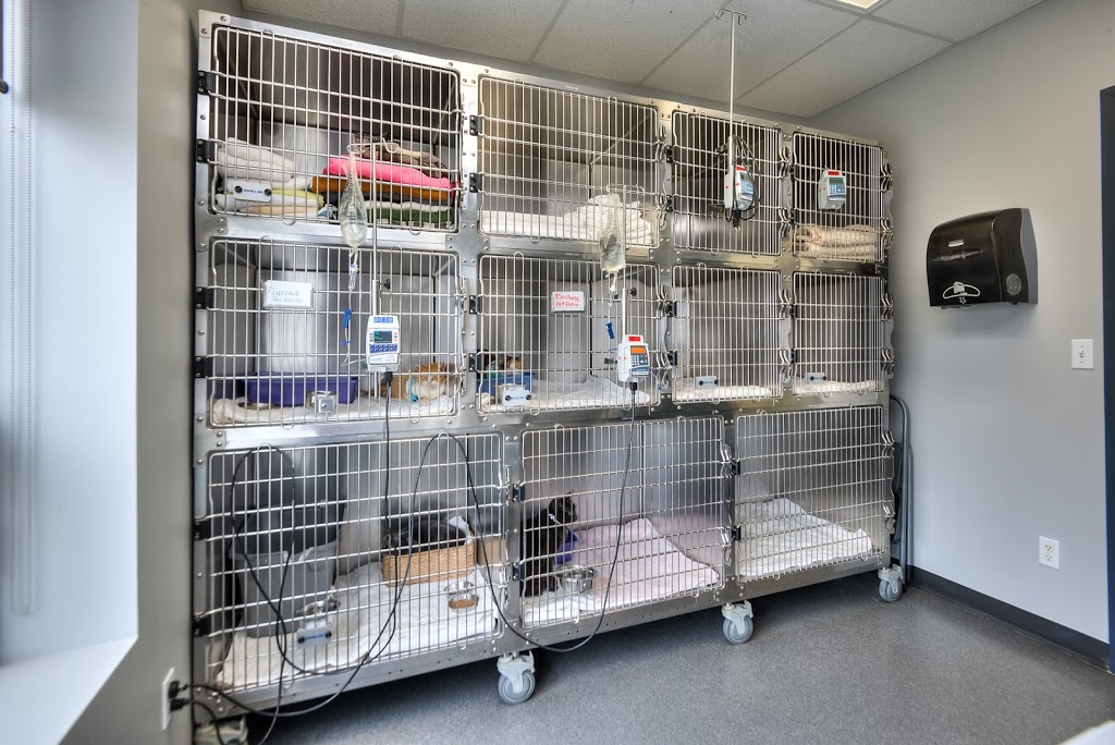 Close Veterinary Clinic | 162 McIntyre Dr, Kitchener, ON N2R 1E8, Canada | Phone: (519) 893-8937