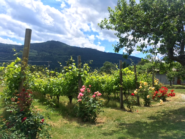 Salt Spring Vineyards & Tasting Room | 151 Lee Rd, Salt Spring Island, BC V8K 2A5, Canada | Phone: (250) 653-9463