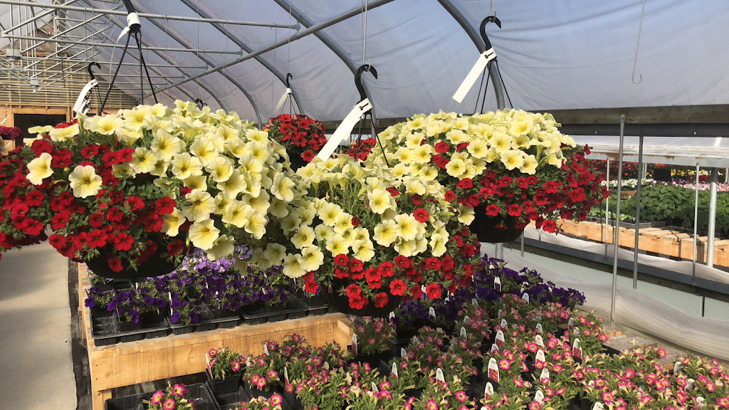 Petal Place Greenhouses | 235 River Rd, Saint Andrews, MB R1A 2W3, Canada | Phone: (204) 339-2234