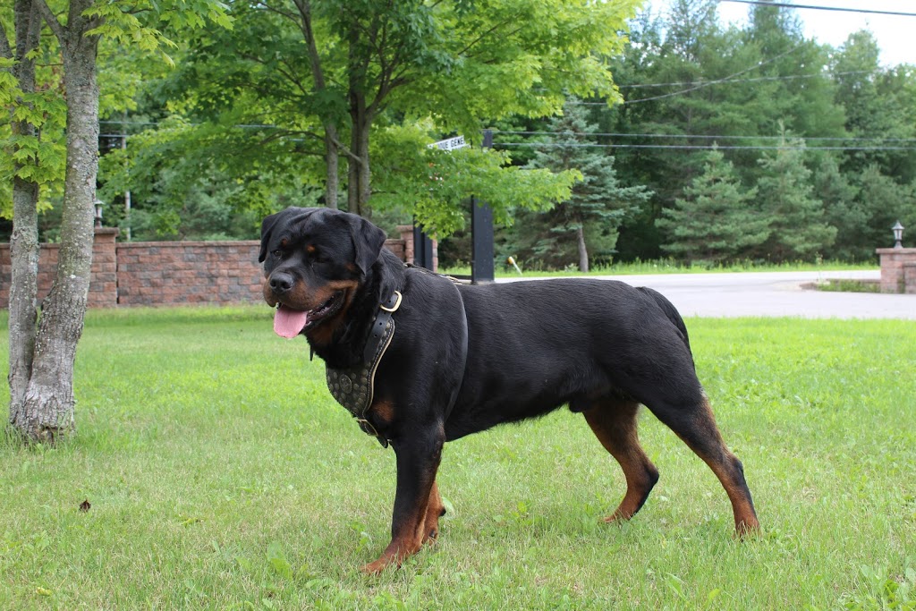 Élevage Rottweilers Der Festung Inc | 330 Route du Canton, Brownsburg, QC J8G 1R2, Canada | Phone: (450) 562-1970