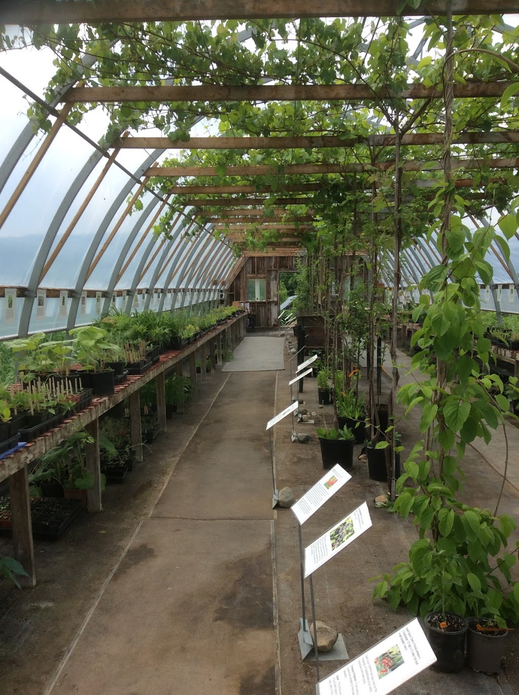 Fiddlehead Nursery | 235599 Grey County Rd 13, Kimberley, ON N0C 1G0, Canada | Phone: (705) 441-1217