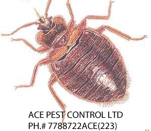 Ace Pest Control Ltd | 17800 59A Ave, Surrey, BC V3S 1R1, Canada | Phone: (778) 872-2223