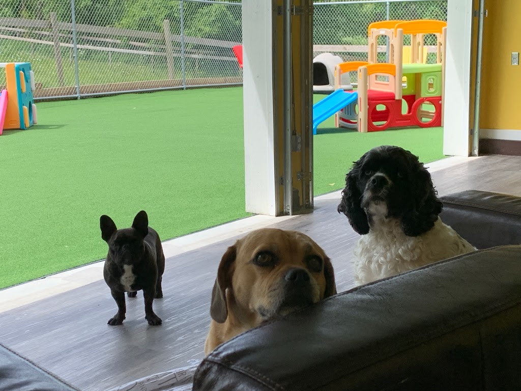 Adeles Doggie Daycare Countryside | 256 St, Langley Twp, BC V4W 2J9, Canada | Phone: (604) 996-9325