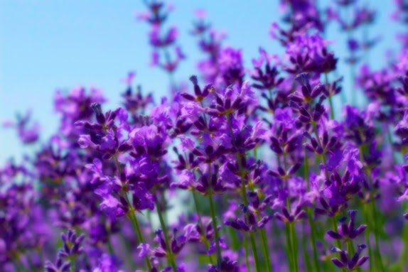 Seafoam Lavender Company & Gardens | 3768 Highway 6 (Seafoam), River John, NS B0K 1N0, Canada | Phone: (902) 536-3366