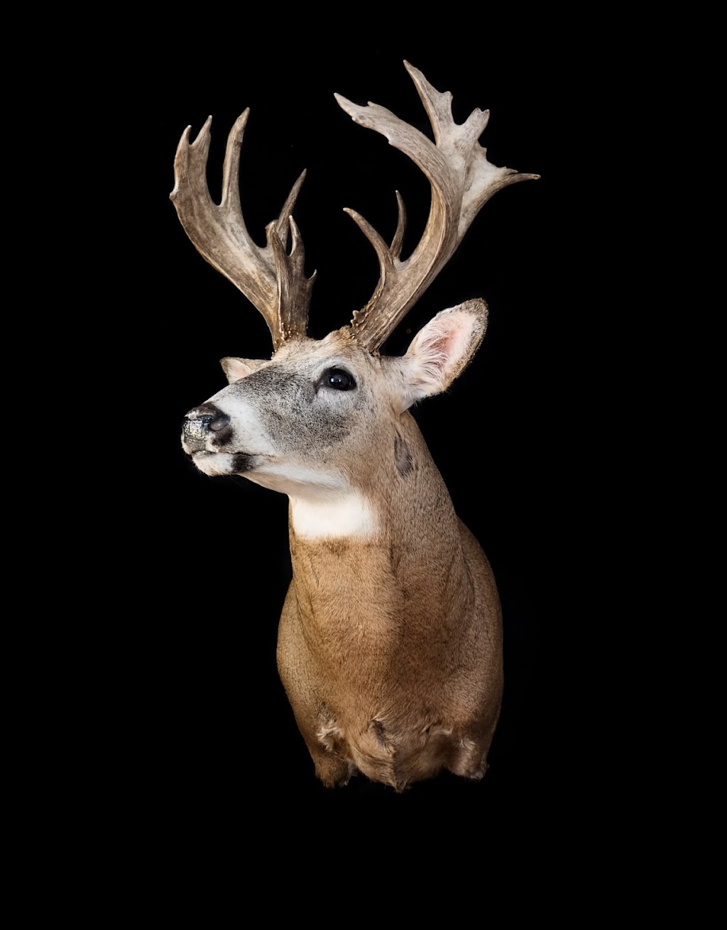 Pipestone Taxidermy | Township Rd 472A, Falun, AB T0C 1H0, Canada | Phone: (587) 568-8861