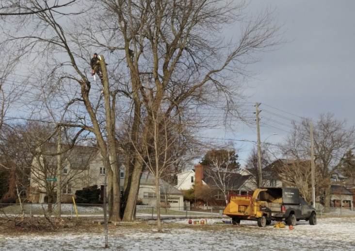 Ryans Tree Service | 5573 Bellrock Rd, Verona, ON K0H 2W0, Canada | Phone: (613) 888-1412