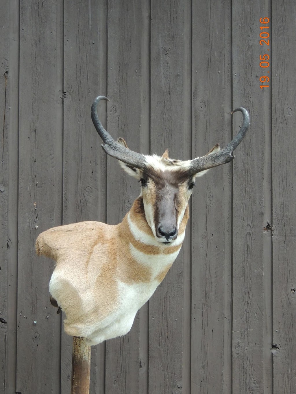 Coyote Flats Taxidermy | 5221 2 St, Coalhurst, AB T0L 0V0, Canada | Phone: (403) 381-3300