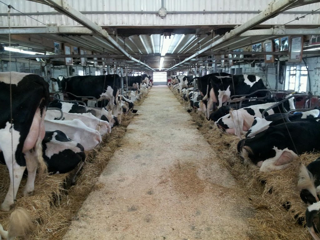 Crovalley Holsteins | 918 River Rd, Hastings, ON K0L 1Y0, Canada | Phone: (705) 931-5292