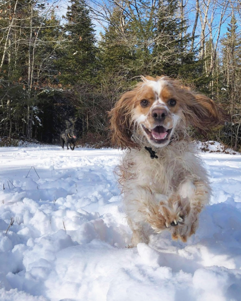 Brooklyn Adventure Dogs | 491 Eastern Shore Rd, Brooklyn, NS B0J 1H0, Canada | Phone: (709) 771-7272