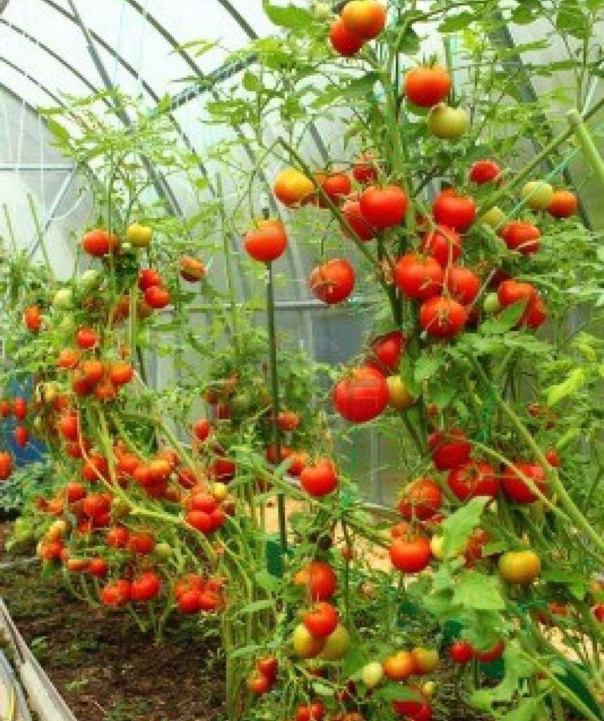 Freshi Greenhouses Ltd | 59360 Range Rd 191, Waskatenau, AB T0A 3P0, Canada | Phone: (780) 982-8831