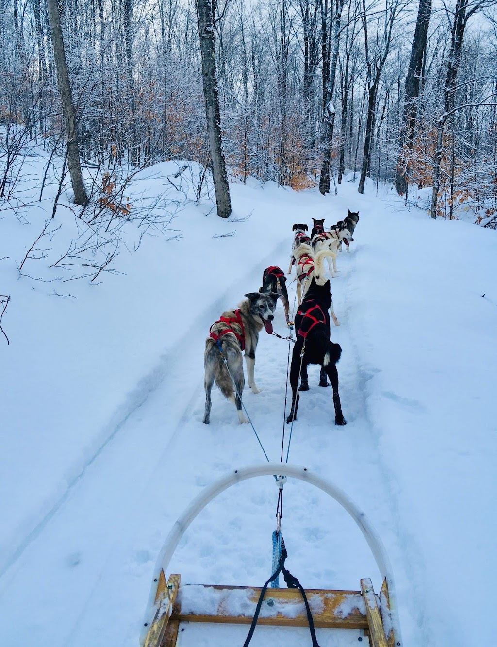 Martin le pêcheur | 265 Av. Canadienne, Sainte-Adèle, QC J8B 2J4, Canada | Phone: (450) 229-7020