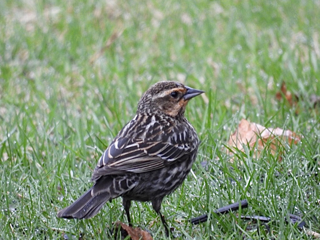 Club Des Ornithologues | CP 53059 Québec La Canardière, Québec, QC G1J 5K3, Canada | Phone: (418) 847-7645