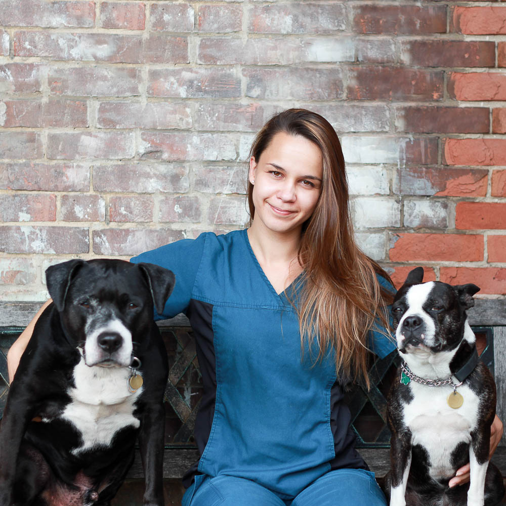 Blue Cross Animal Hospital | 132 Danforth Ave, Toronto, ON M4K 1N1, Canada | Phone: (416) 469-1121