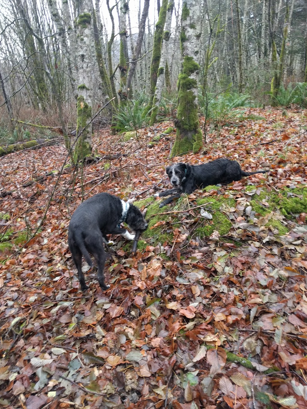 Country Ranch Dog Boarding and Training | 1032 Finch Dr, Squamish, BC V8B 0A4, Canada | Phone: (604) 849-0620