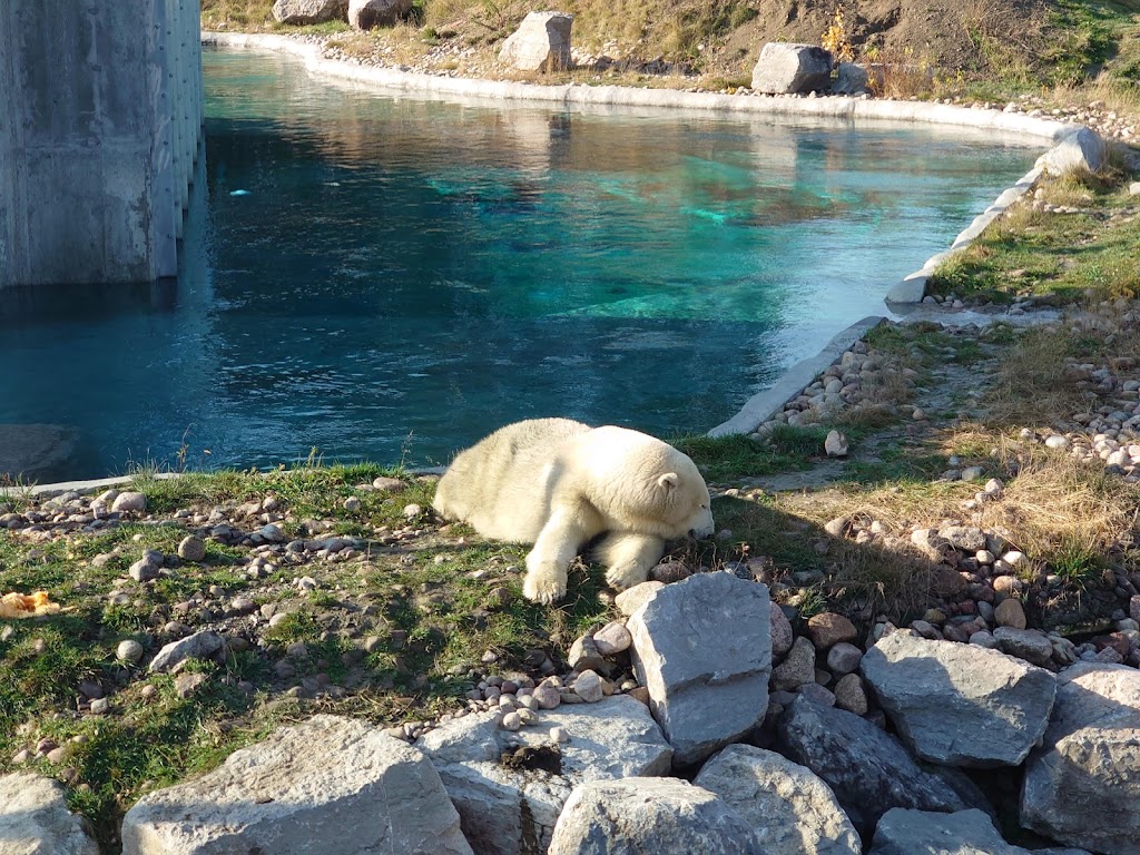 Zoo Sauvage de Saint-Felicien | 2230 Bd du Jardin, Saint-Félicien, QC G8K 0H1, Canada | Phone: (418) 679-0543