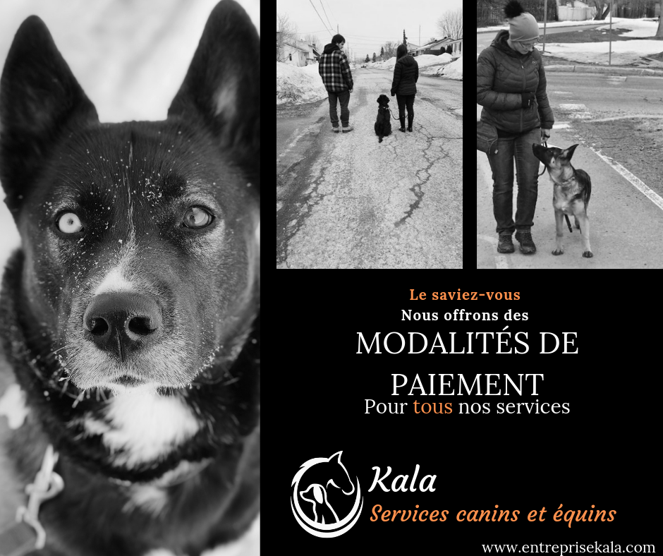 Kala, Services Canins et Équins - Éducation et dressage- LAssom | Rue Cazeneuve, LAssomption, QC J5W 2Y4, Canada | Phone: (450) 803-5078