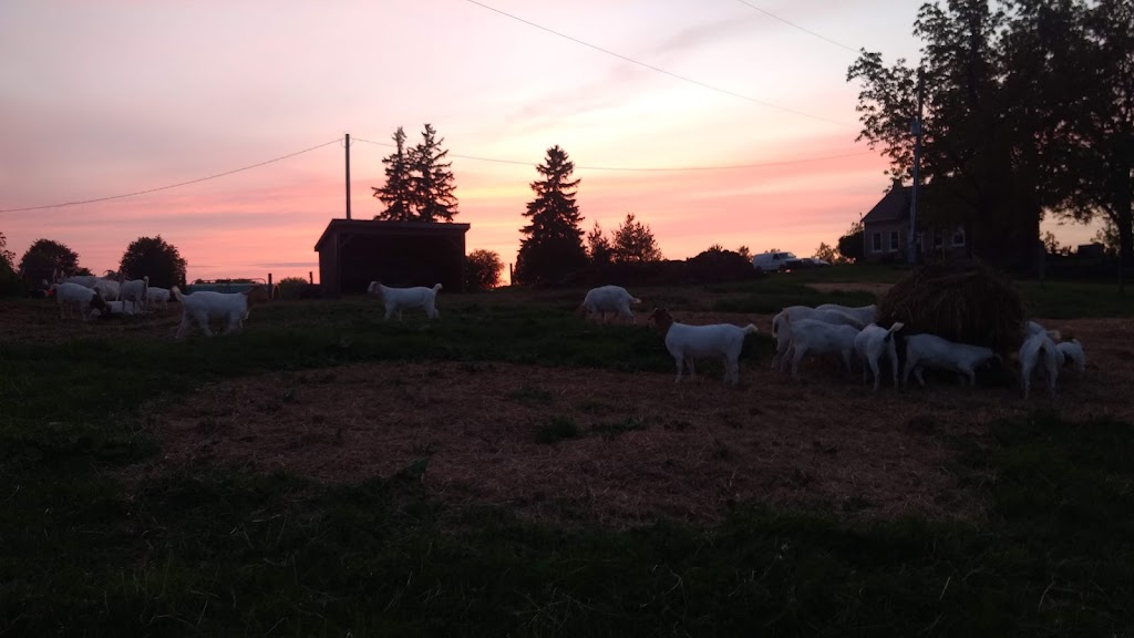 Big Creek Goats | 1438 Brant County Hwy 54, Caledonia, ON N3W 2G9, Canada | Phone: (905) 981-1789
