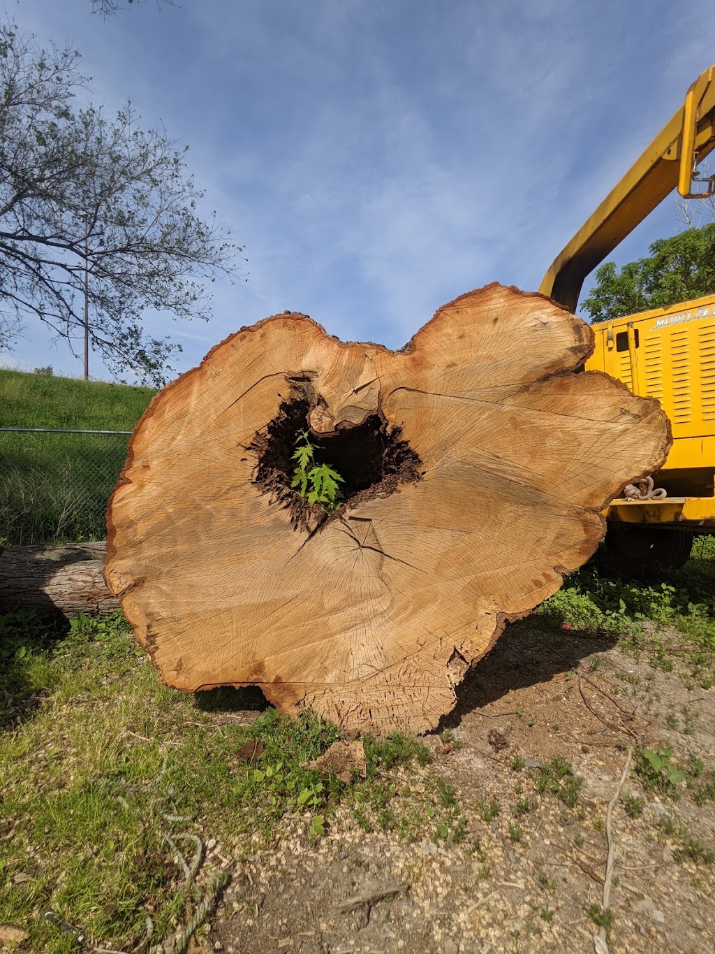 Davey Tree Expert Co. of Canada, Limited | 10 Jethro Rd, North York, ON M3L 1G9, Canada | Phone: (416) 241-7191